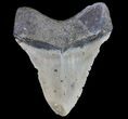 Bargain, Megalodon Tooth - North Carolina #77543-2